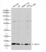 UBC12 Antibody in Western Blot (WB)