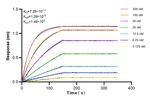 CTHRC1 Antibody in Surface plasmon resonance (SPR)