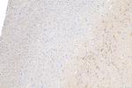 OPTN Antibody in Immunohistochemistry (Paraffin) (IHC (P))