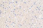 OPTN Antibody in Immunohistochemistry (Paraffin) (IHC (P))