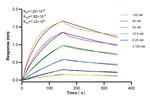 OPTN Antibody in Surface plasmon resonance (SPR)