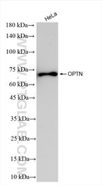 OPTN Antibody in Western Blot (WB)