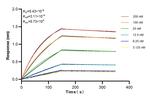 ATP6V1E1 Antibody in Surface plasmon resonance (SPR)