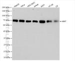 MNT Antibody in Western Blot (WB)