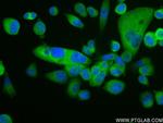 LPXN Antibody in Immunocytochemistry (ICC/IF)
