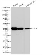 LPXN Antibody in Western Blot (WB)