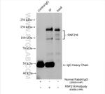 RNF216 Antibody in Immunoprecipitation (IP)