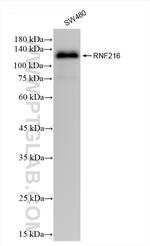 RNF216 Antibody in Western Blot (WB)