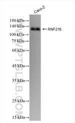 RNF216 Antibody in Western Blot (WB)