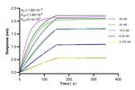 SOX4 Antibody in Surface plasmon resonance (SPR)