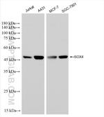 SOX4 Antibody in Western Blot (WB)