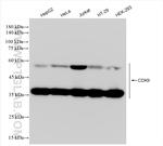 CDK9 Antibody in Western Blot (WB)