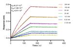 FTCD Antibody in Surface plasmon resonance (SPR)