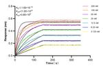 SLC30A2 Antibody in Surface plasmon resonance (SPR)