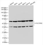 SLC30A2 Antibody in Western Blot (WB)