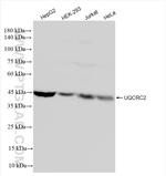 UQCRC2 Antibody in Western Blot (WB)