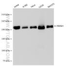 PBRM1 Antibody in Western Blot (WB)