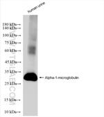 Alpha 1 microglobulin Antibody in Western Blot (WB)