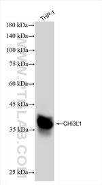 CHI3L1 Antibody in Western Blot (WB)