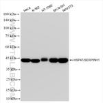 HSP47/SERPINH1 Antibody in Western Blot (WB)