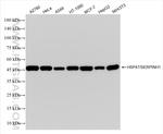 HSP47/SERPINH1 Antibody in Western Blot (WB)