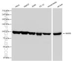 MARS Antibody in Western Blot (WB)