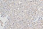 ASGR1 Antibody in Immunohistochemistry (Paraffin) (IHC (P))