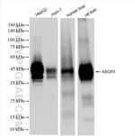 ASGR1 Antibody in Western Blot (WB)