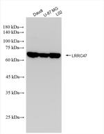 LRRC47 Antibody in Western Blot (WB)