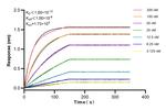 MTMR9 Antibody in Surface plasmon resonance (SPR)