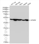 MTMR9 Antibody in Western Blot (WB)