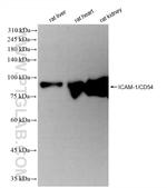ICAM-1/CD54 Antibody in Western Blot (WB)