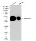 ICAM-1/CD54 Antibody in Western Blot (WB)