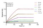 GALNT2 Antibody in Surface plasmon resonance (SPR)