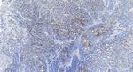 MOSC2 Antibody in Immunohistochemistry (Paraffin) (IHC (P))