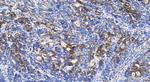 MOSC2 Antibody in Immunohistochemistry (Paraffin) (IHC (P))