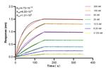 MOSC2 Antibody in Surface plasmon resonance (SPR)
