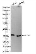 MOSC2 Antibody in Western Blot (WB)