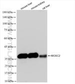MOSC2 Antibody in Western Blot (WB)