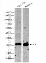 SCF Antibody in Western Blot (WB)