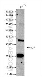 SCF Antibody in Western Blot (WB)