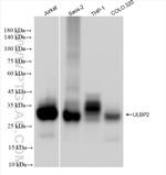 ULBP2 Antibody in Western Blot (WB)