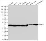 RAE1 Antibody in Western Blot (WB)