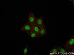 RAE1 Antibody in Immunocytochemistry (ICC/IF)