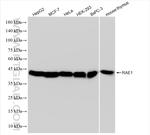 RAE1 Antibody in Western Blot (WB)