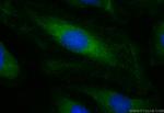 Bif-1 Antibody in Immunocytochemistry (ICC/IF)