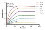 Bif-1 Antibody in Surface plasmon resonance (SPR)