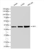 Bif-1 Antibody in Western Blot (WB)