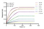 TFF2 Antibody in Surface plasmon resonance (SPR)