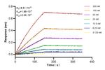 TNF-alpha Antibody in Surface plasmon resonance (SPR)